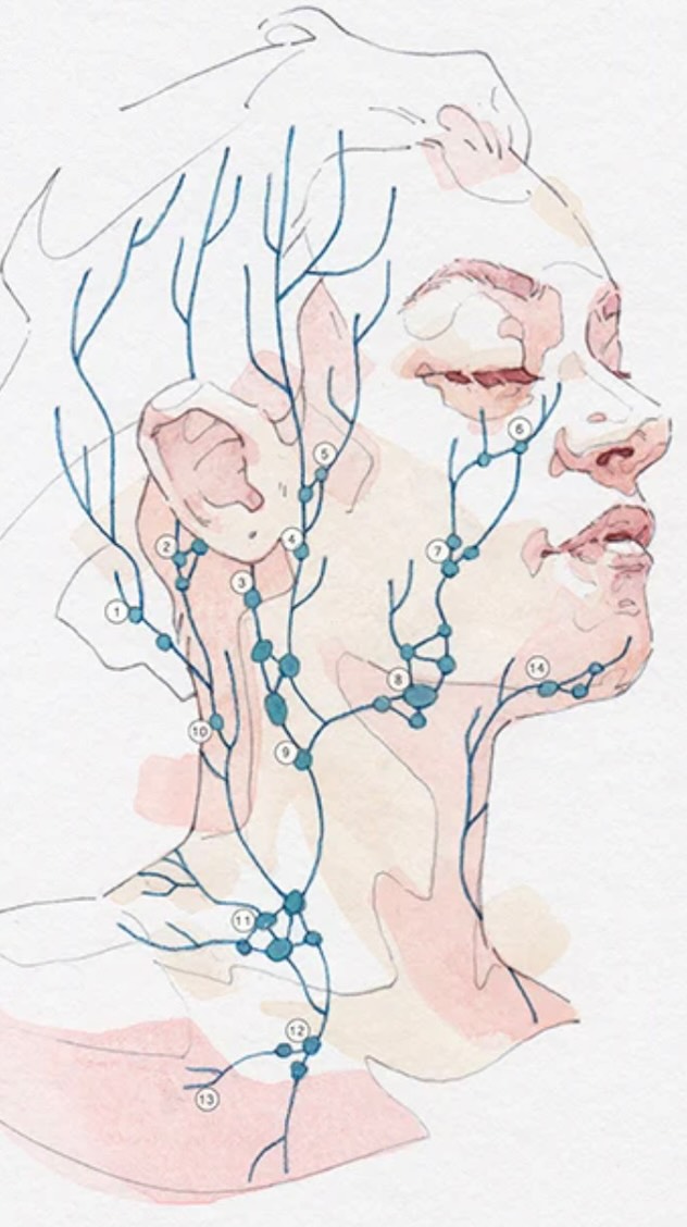 Lymfedrænage er en stille, men meget effektiv del af mine behandlinger 🤍

Det hjælper kroppen med at slippe affaldsstoffer, dæmper hævelser og giver huden mere klarhed og ro.

Når lymfesystemet får støtte, kan både huden og nervesystemet ånde lidt lettere 🤍

På min www har jeg lagt en kort video, hvor du kan se, hvordan du selv kan lave en enkel lymfedrænage derhjemme – som et kærligt supplement mellem behandlingerne.

Små, rolige bevægelser. Stor effekt 🤍
.
.
.
.
#ansigtsbehandling #japansklifting #stress #skønhed #lymfedrænage